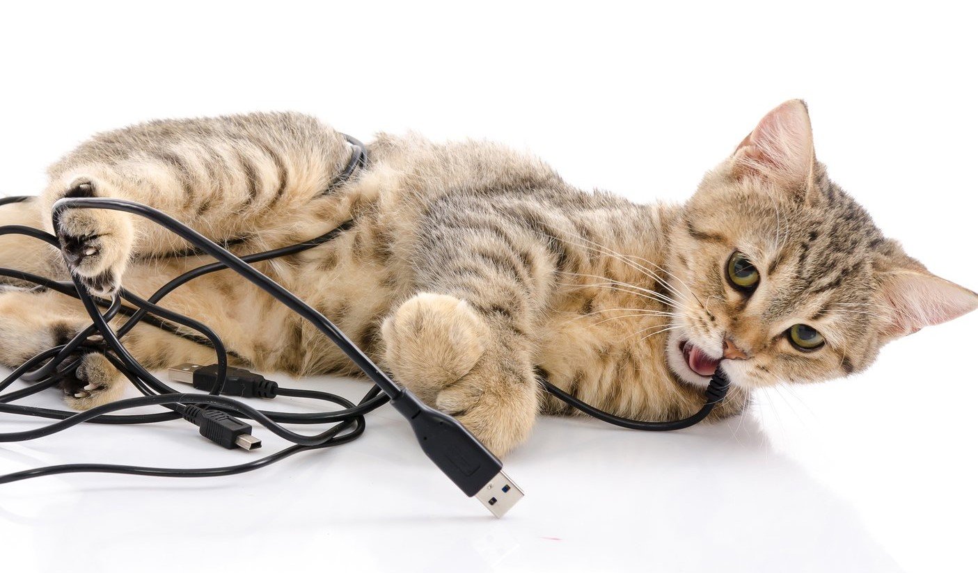 Почему кошка грызет провода